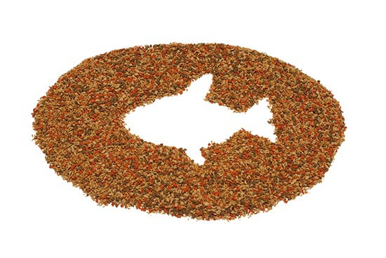 fish pellet