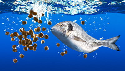 Fish and fish pellet