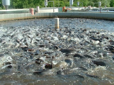 Fish pond