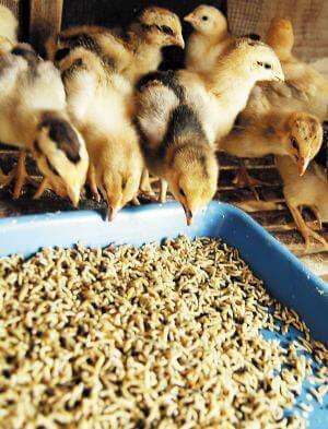 Broiler feed and chicken feed shall contains energy feed, protein feed, and  mineral feed, vitamins and additives in the formula.